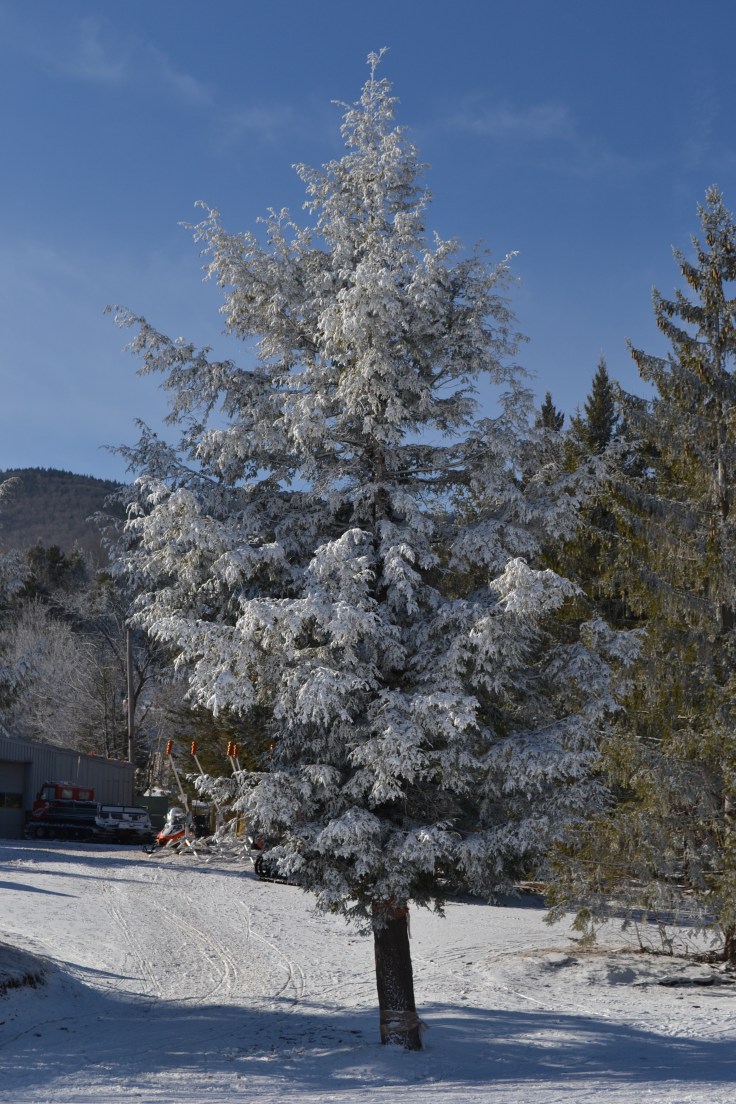 hunter-mountain-arbre