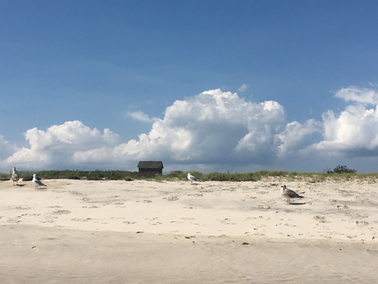 Fire_Island_Smith_Point_Beach_mouettes