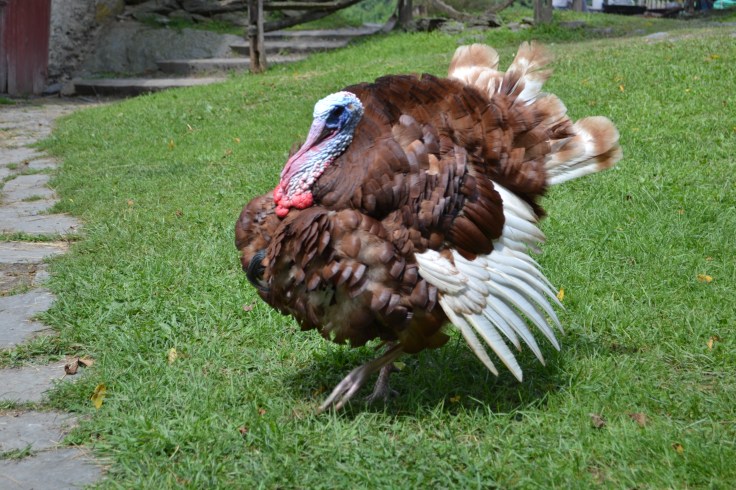 Pocono_QuietValley_Living_Farm_dindon